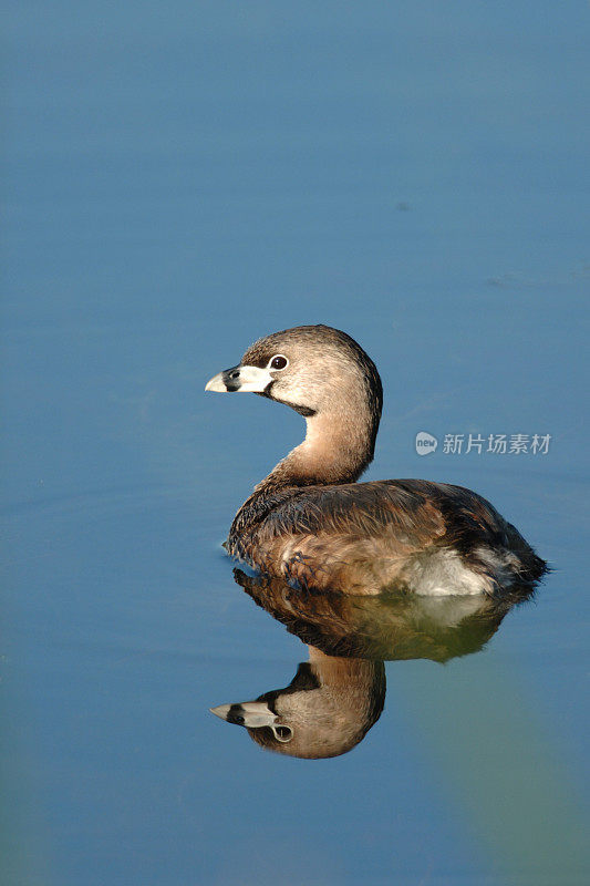 Pied-billed水鸟(Podilymbus podiceps)